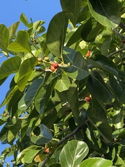 Ficus benghalensis