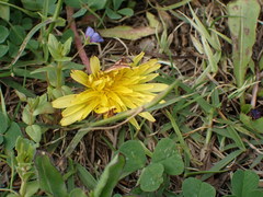 Taraxacum formosanum