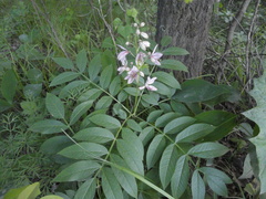 Dictamnus dasycarpus