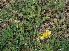 Taraxacum formosanum