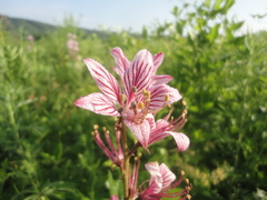 Dictamnus dasycarpus