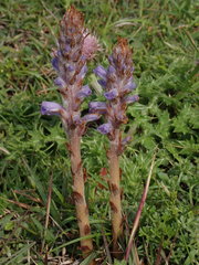 Orobanche coerulescens