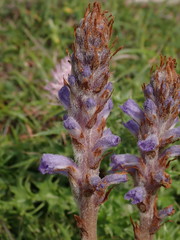 Orobanche coerulescens