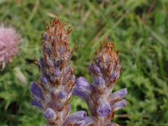 Orobanche coerulescens