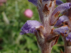 Orobanche coerulescens