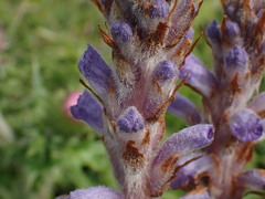 Orobanche coerulescens
