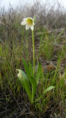 Fritillaria liliacea