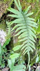 Polypodiodes amoena