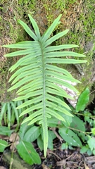 Polypodiodes amoena