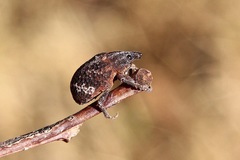 Oxyops fasciatus