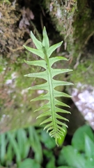 Polypodiodes amoena