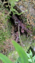Polypodiodes amoena