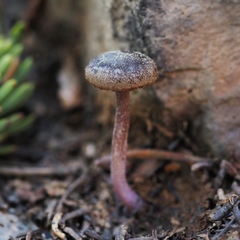 Pseudoomphalina angelesiana