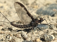Callibaetis ferrugineus hageni
