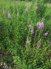 Chamaenerion angustifolium