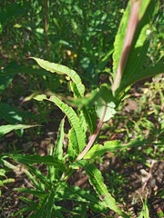 Chamaenerion angustifolium