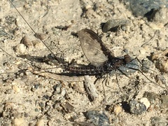 Callibaetis ferrugineus hageni