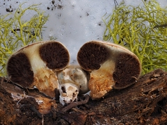 Pholiota nubigena