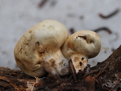 Pholiota nubigena