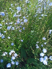 Cichorium intybus