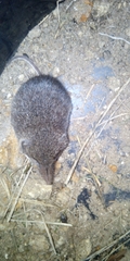 Myosorex varius