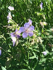 Geranium pratense
