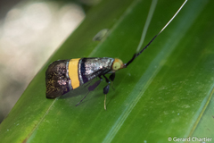 Nemophora