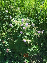 Geranium pratense
