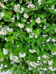 Magnoliopsida