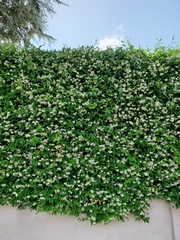 Magnoliopsida