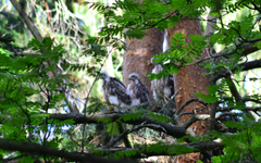 Accipiter gentilis