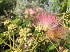 Albizia julibrissin