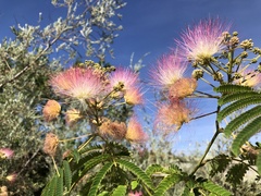 Albizia julibrissin