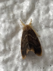 Arna pseudoconspersa