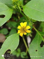 Wollastonia biflora