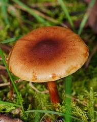 Pholiota communis