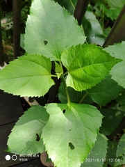 Wollastonia biflora