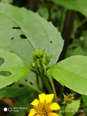 Wollastonia biflora