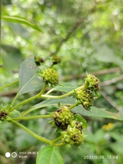 Wollastonia biflora