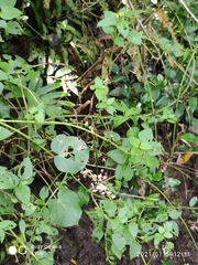 Wollastonia biflora