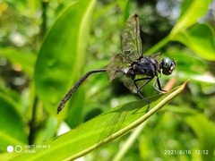 Pornothemis starrei