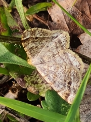 Semiothisa saburraria