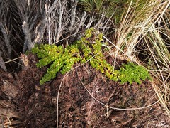 Coprosma perpusilla subantarctica