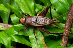 Teleogryllus derelictus