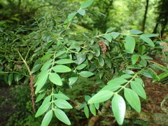 Buxus colchica