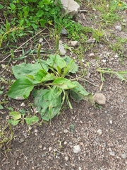 Plantago major