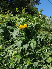 Abutilon hybridum