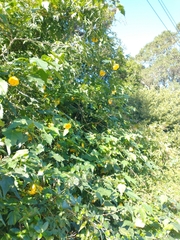 Abutilon hybridum