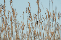 Acrocephalus arundinaceus