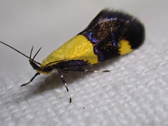 Oecophora bractella